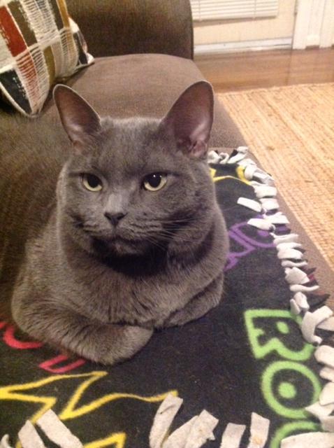 Susan's rescue cat Tudi rests on a small fringed blanket on a brown cloth couch. Tudi is gray all over, shorthair, and she is looking just off to the left of the camera with her paws tucked under her body. Beyond her you can see a patterned throw pillow with rectangular color blocks in red and neutral tans and browns. On the right of the image the wooden floor and the bottom edge of a door are visible. On the floor is a bamboo mat.